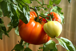 field-crops-and-vegetables-icon.png
