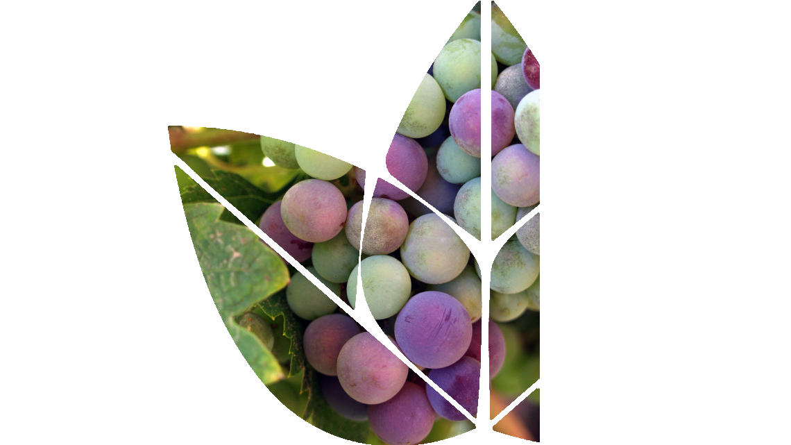 Viticulture and Enology
