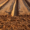 soil
